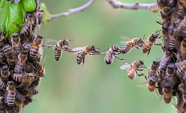 Bees