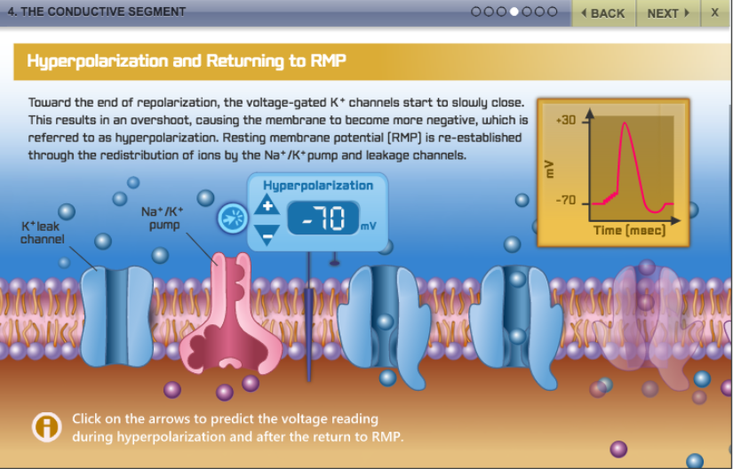 interactive physiology web version interactive physiology web version