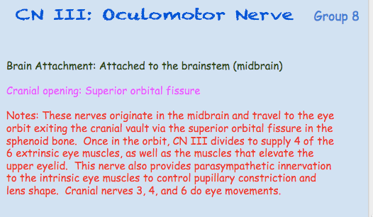 Note card with oculomotor nerve as heading. Lists the brain attachment and cranial opening of this nerve.  Also has notes on the nerve’s path.