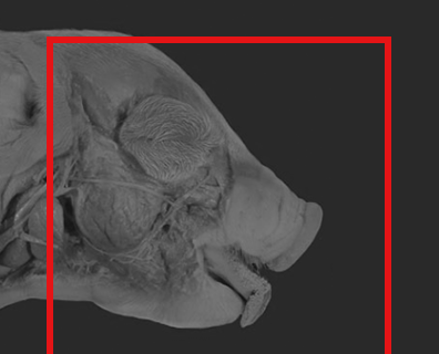 APR fetal pig x-ray icon