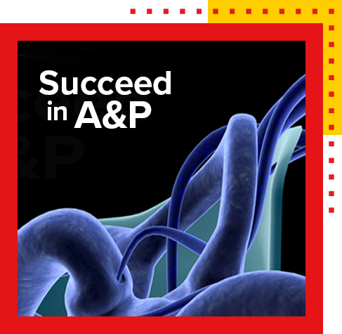 succeed in A&P