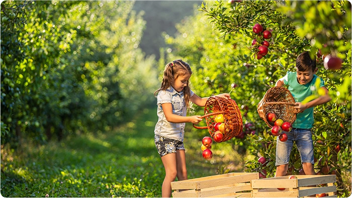 In an orchard, two children empty their baskets of apples into crates.