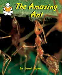 Story Box, (Level J) The Amazing Ant