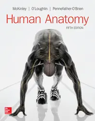 Soft Bound Version for Human Anatomy