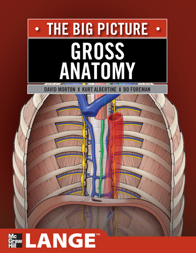 Gross Anatomy: The Big Picture